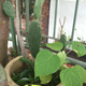Cactus and cactus.